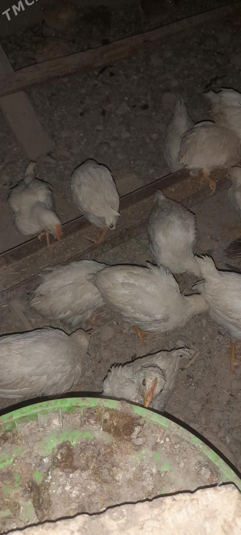 etlik juyje ve bedene - Kaka - img 2