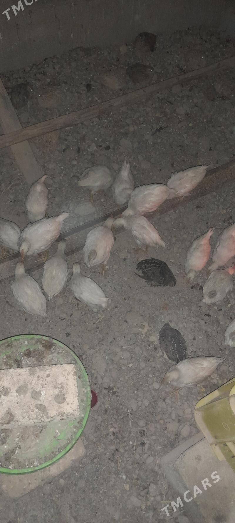 etlik juyje ve bedene - Kaka - img 4