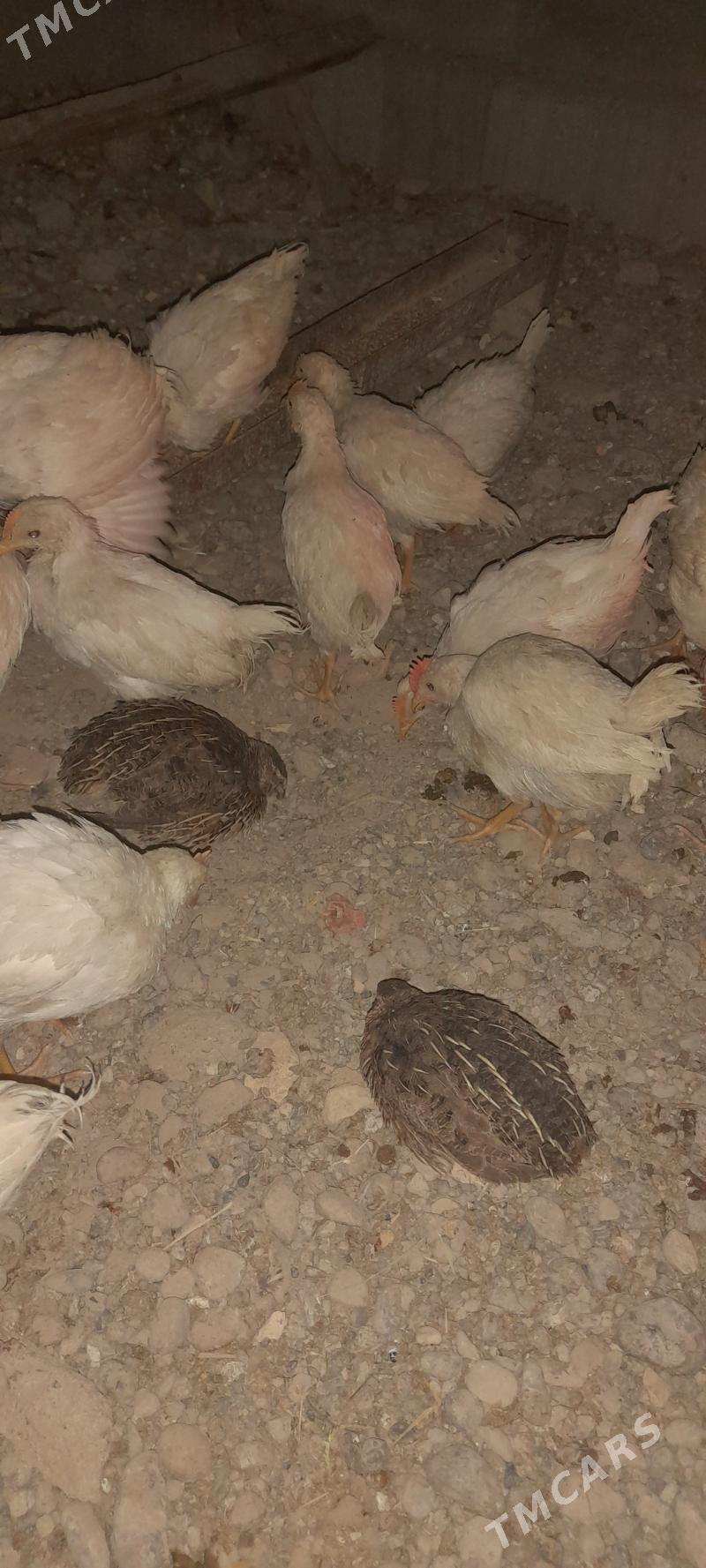 etlik juyje ve bedene - Kaka - img 3