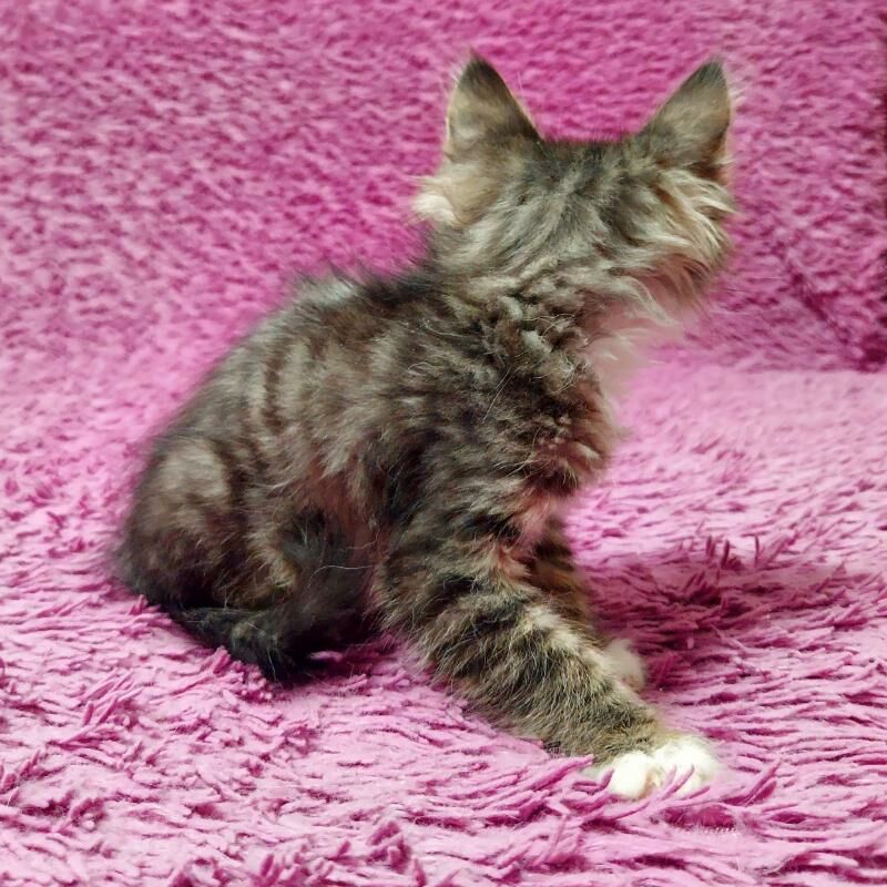 Малютка 2 мес - Ашхабад - img 4