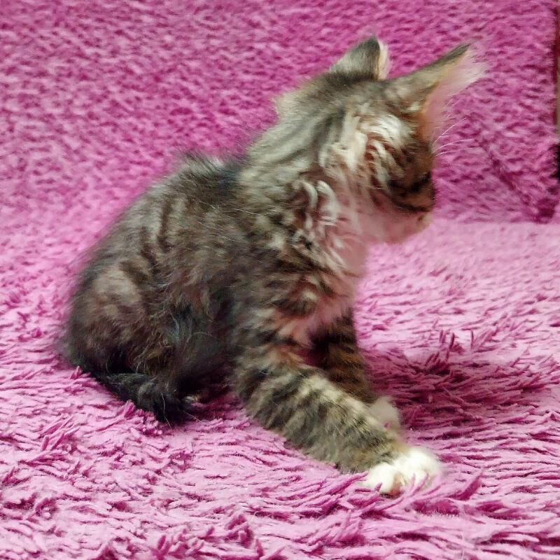 Малютка 2 мес - Ашхабад - img 5