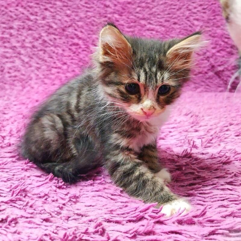 Малютка 2 мес - Ашхабад - img 2