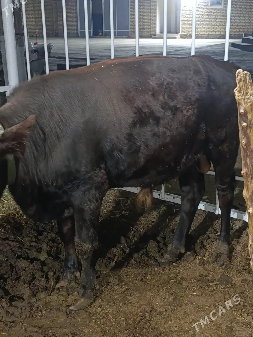 ÔKÛZCE - Байрамали - img 3