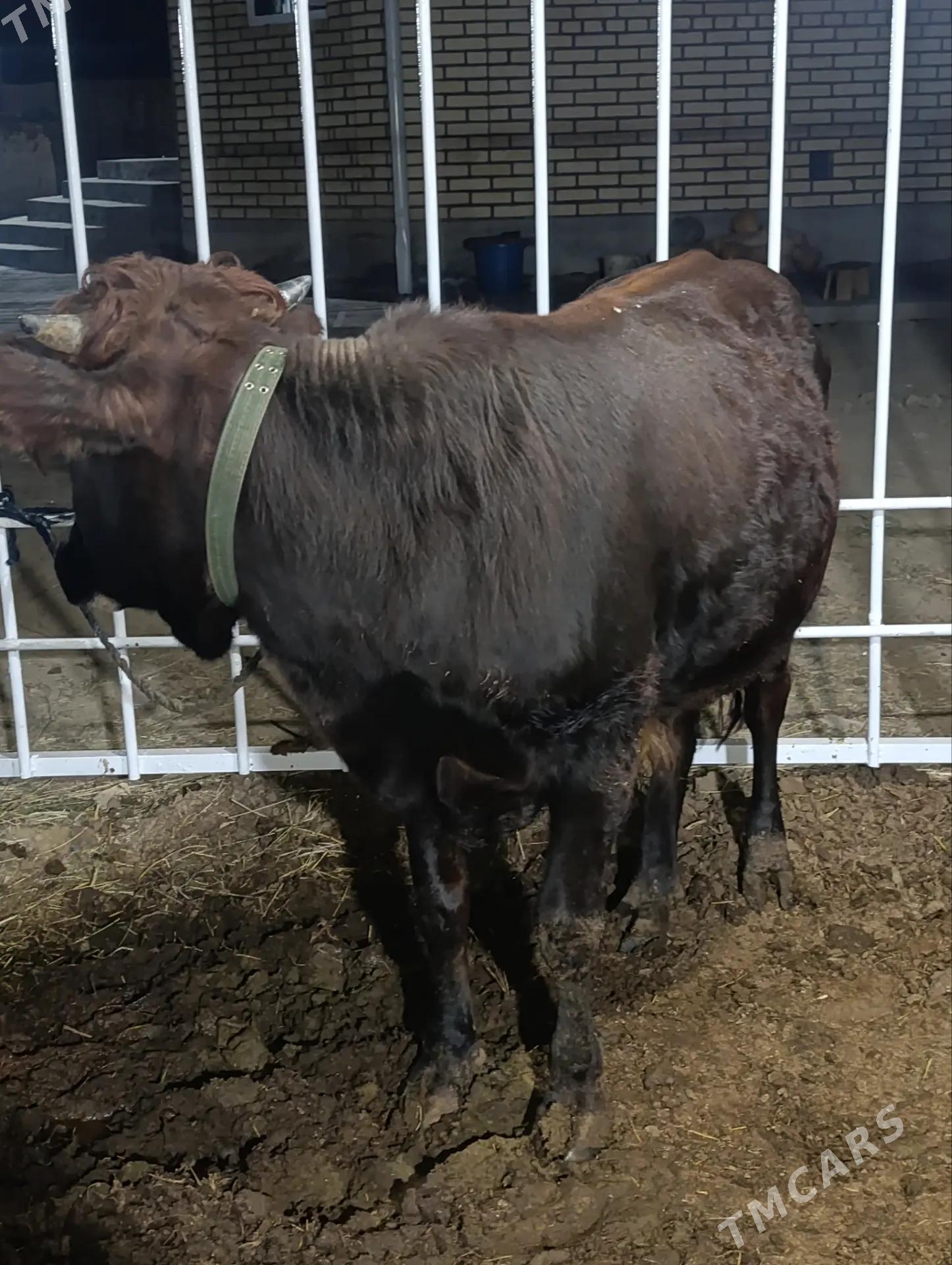 ÔKÛZCE - Байрамали - img 4