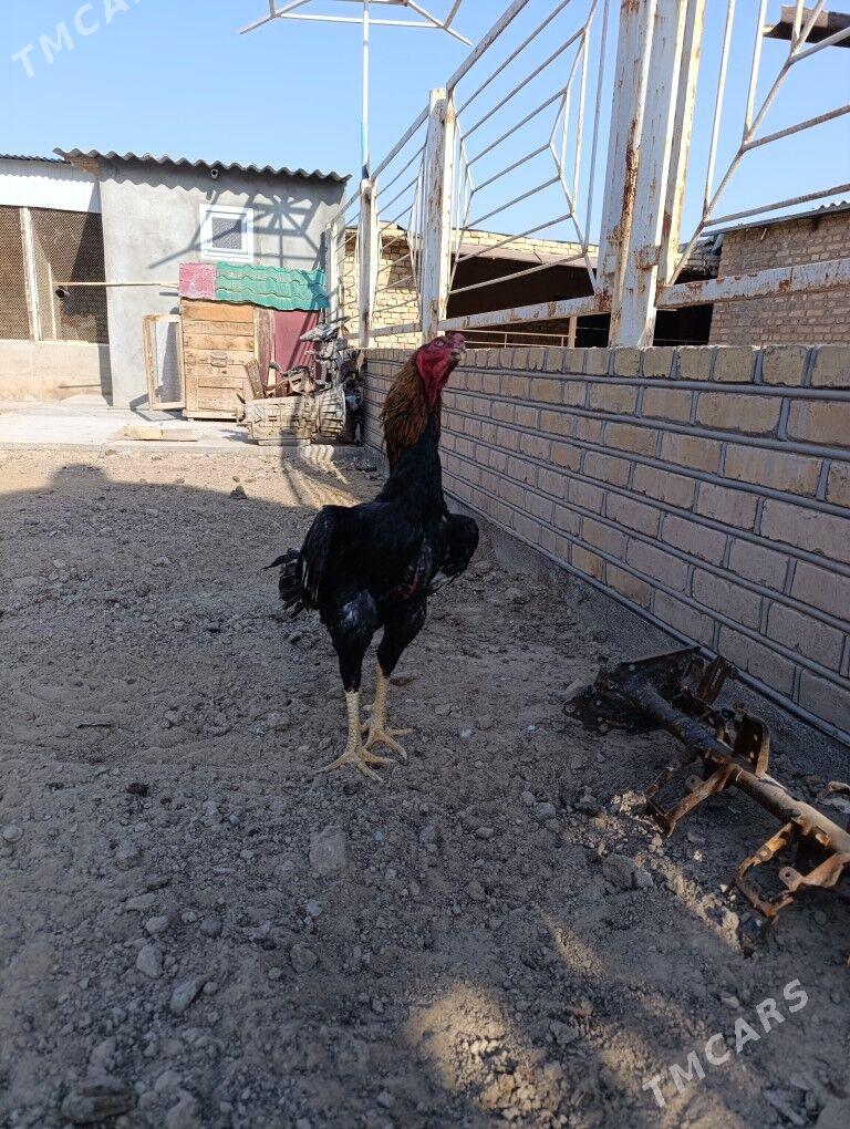 Horoz - Ýolöten - img 2