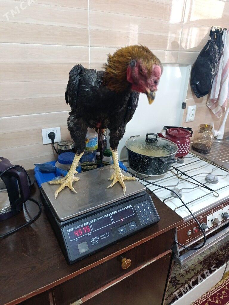 Horoz - Ýolöten - img 5