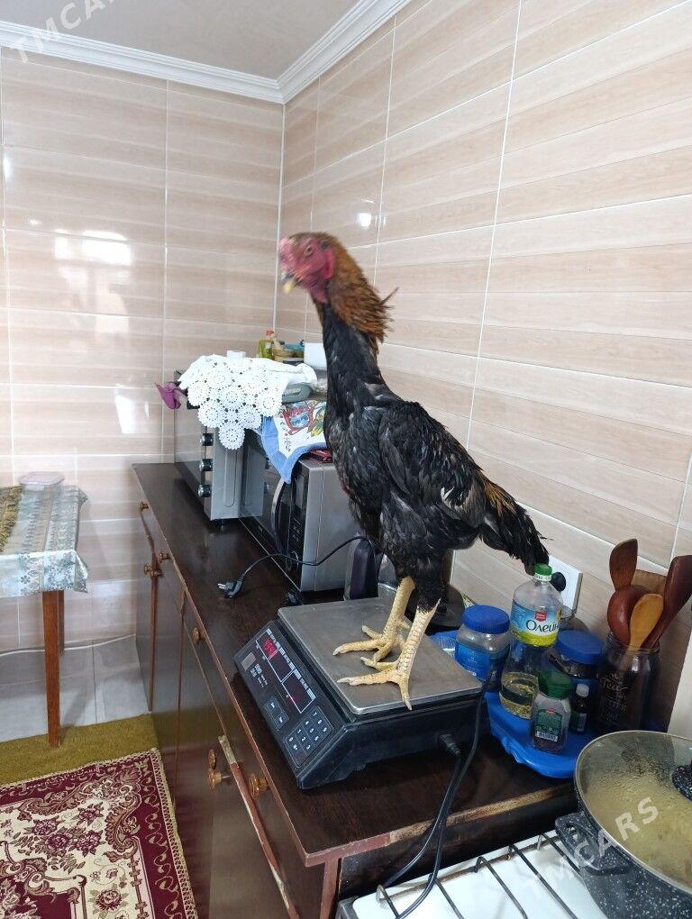 Horoz - Ýolöten - img 4