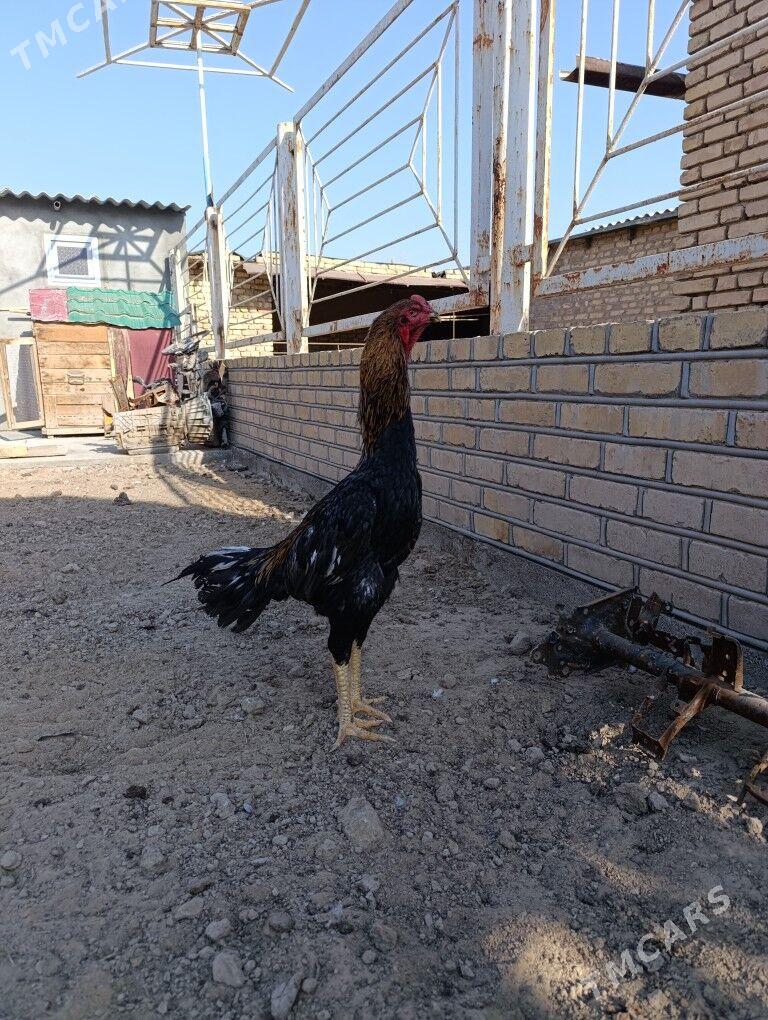 Horoz - Ýolöten - img 6