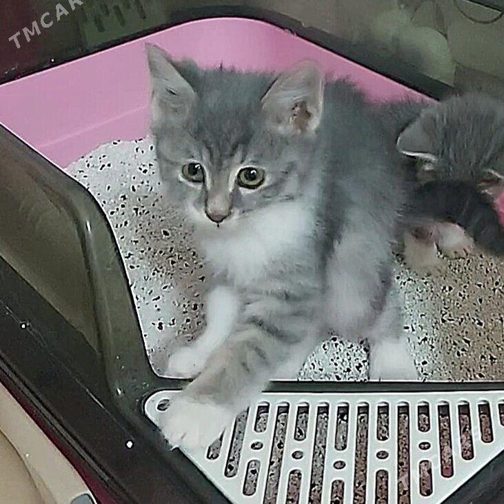 Мальчишка-красавец - Ашхабад - img 2