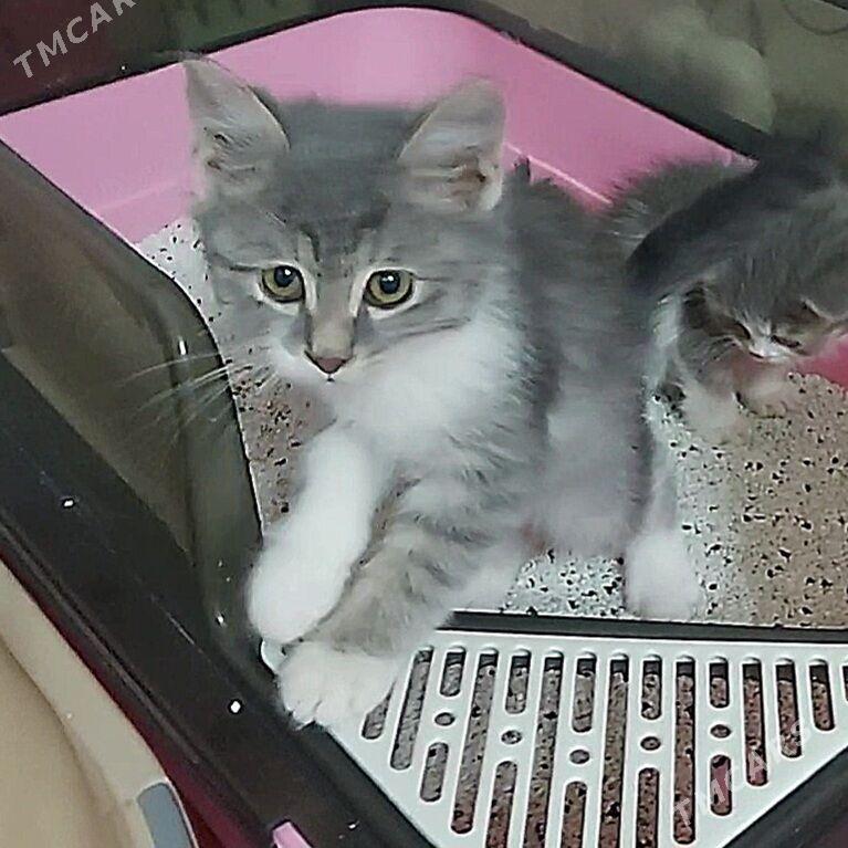 Мальчишка-красавец - Ашхабад - img 3