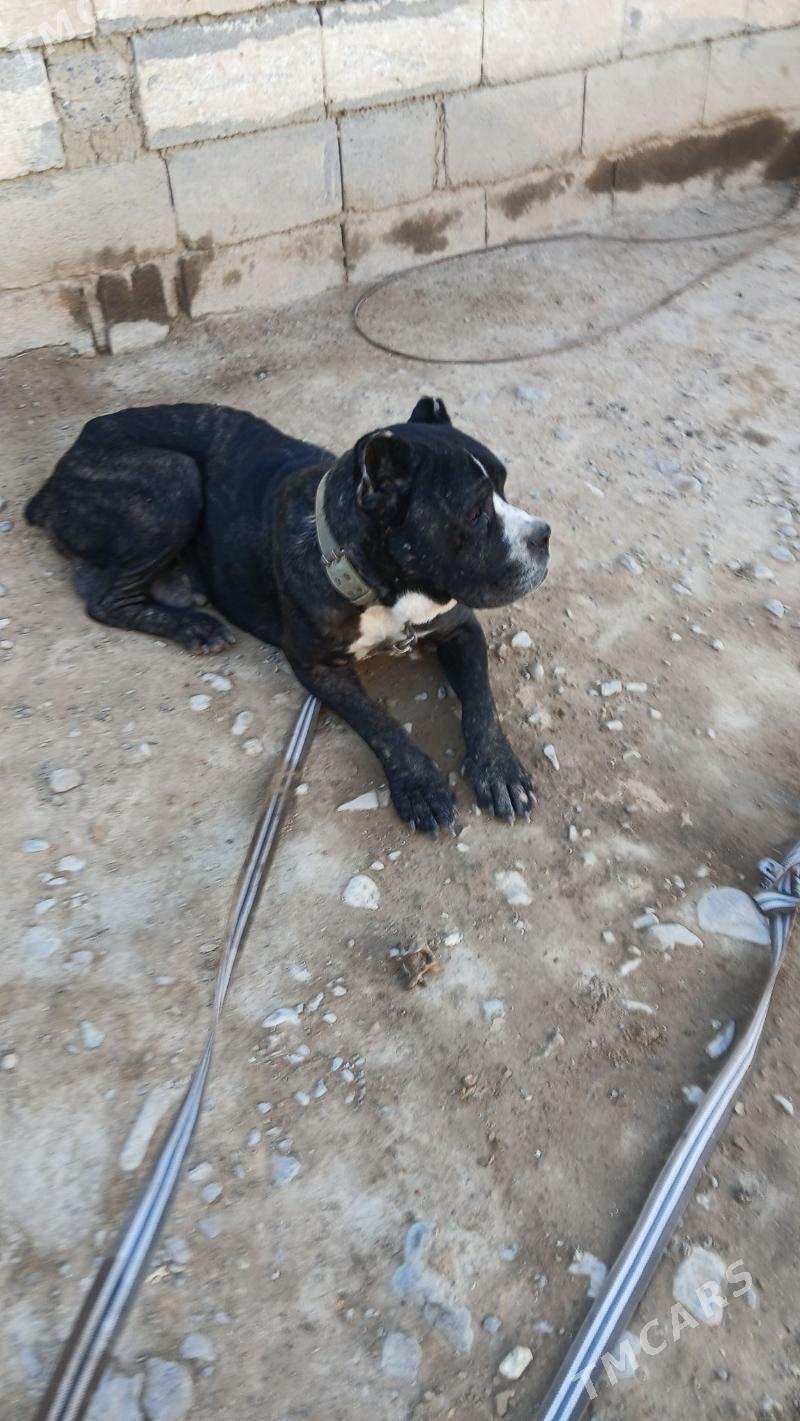 Кани карсо - Aşgabat - img 2