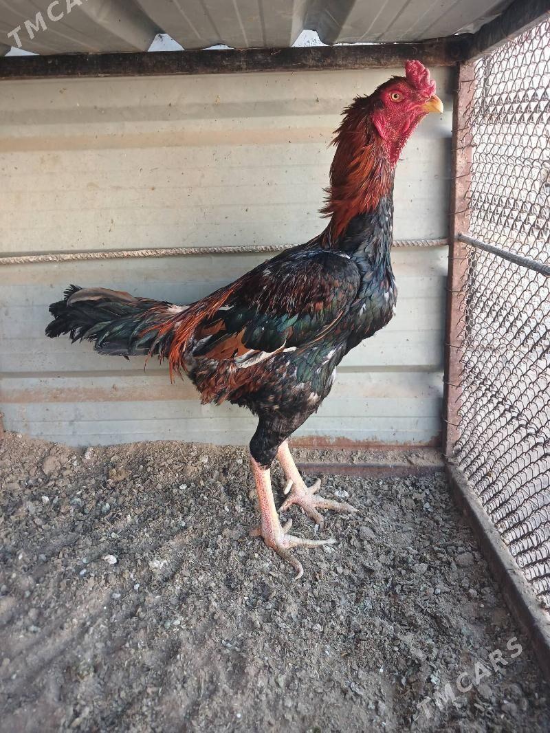 Taskent - Бузмеин - img 1