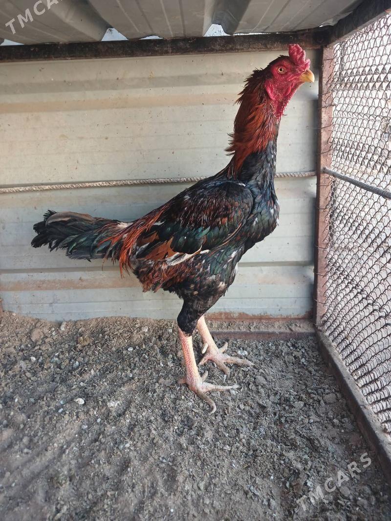 Taskent - Бузмеин - img 2