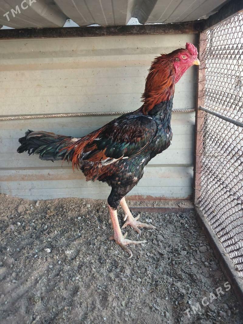 Taskent - Бузмеин - img 3