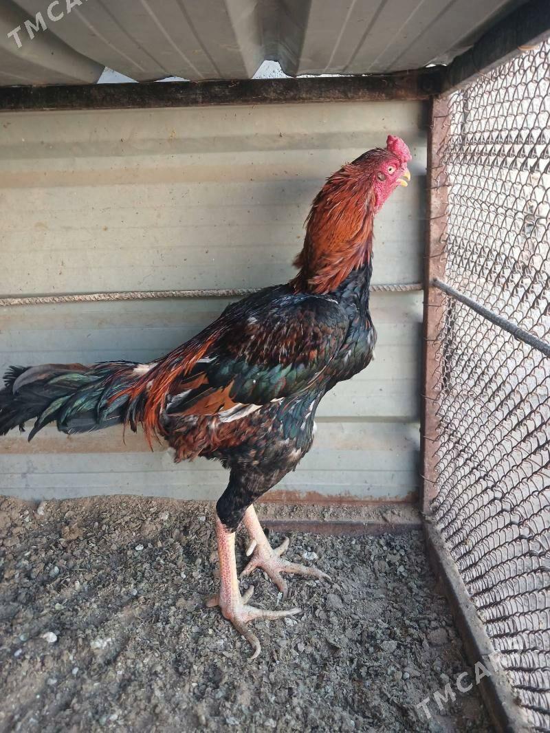 Taskent - Бузмеин - img 4