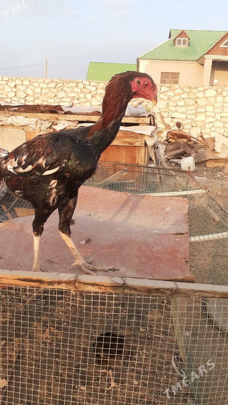 taskent horaz towuk - Türkmenbaşy - img 1