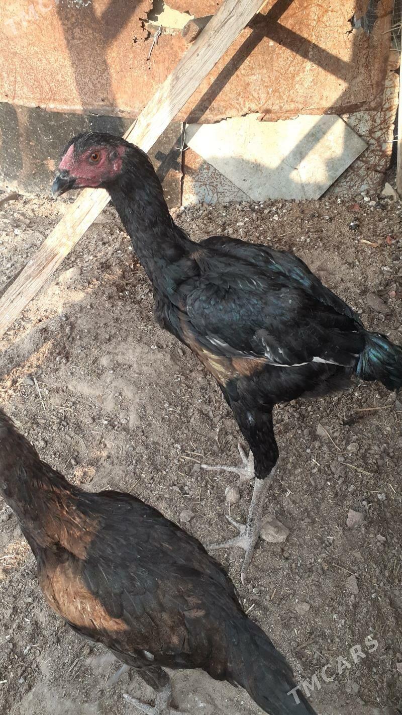 taskent horaz towuk - Türkmenbaşy - img 2