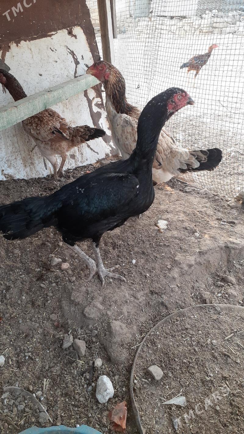 taskent horaz towuk - Türkmenbaşy - img 3