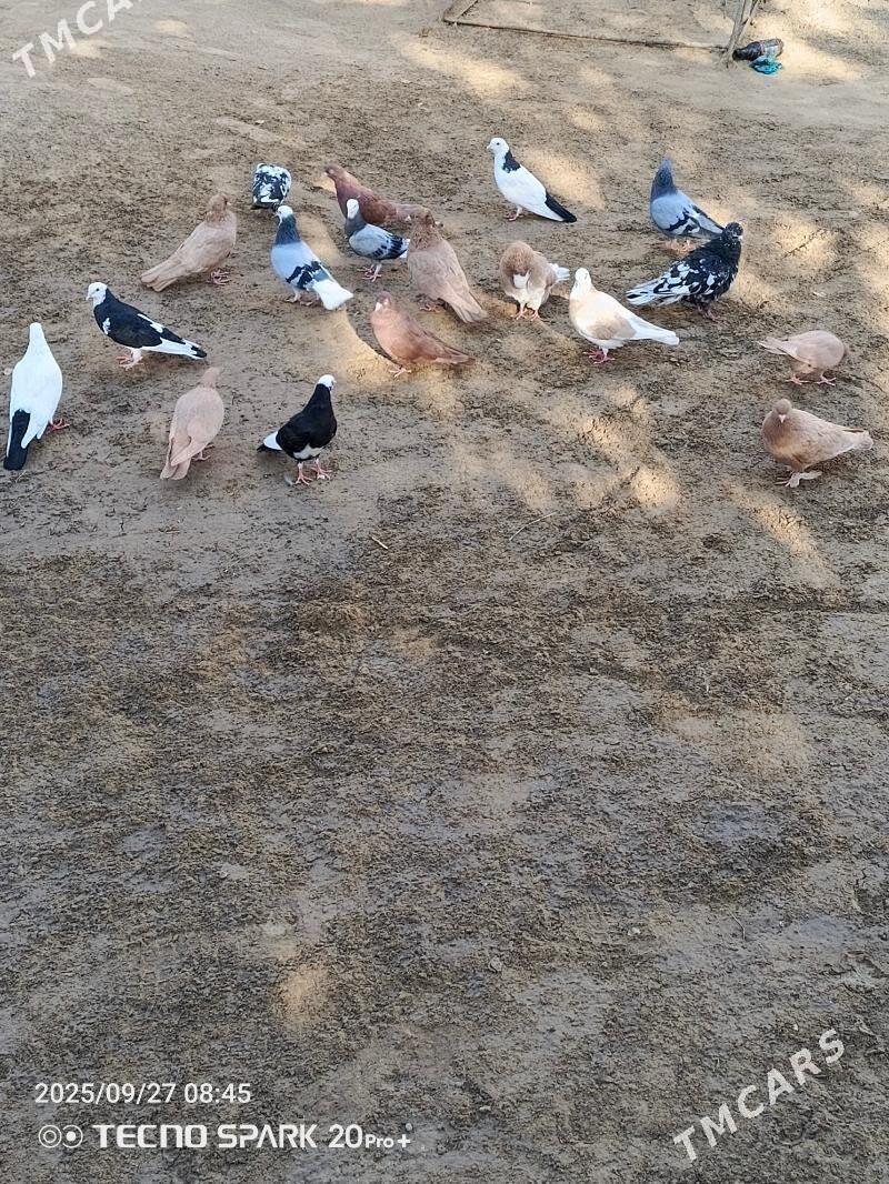 kepderi - Сакарчага - img 3