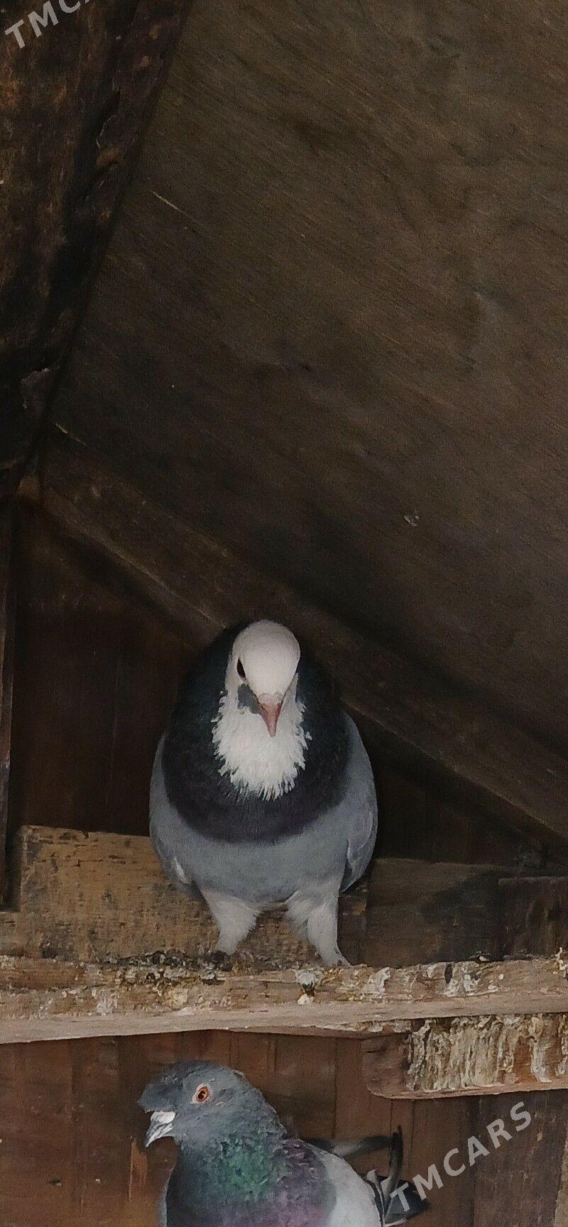 kepderi - Сакарчага - img 2