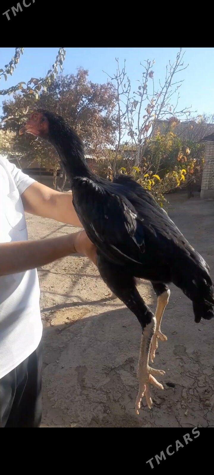 paroda baýtsy towuk - Baýramaly - img 1