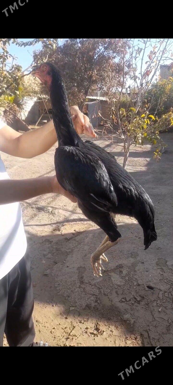 paroda baýtsy towuk - Baýramaly - img 3