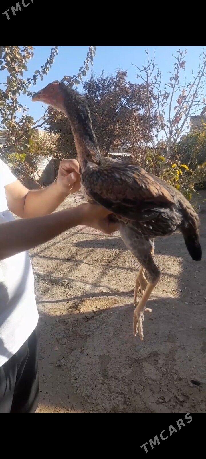 paroda baýtsy towuk - Baýramaly - img 4