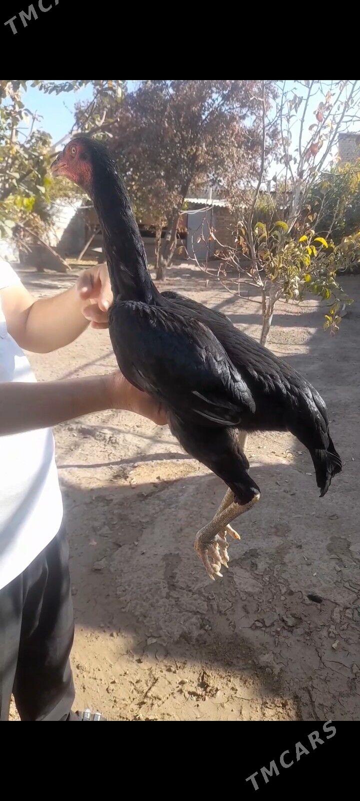 paroda baýtsy towuk - Baýramaly - img 2