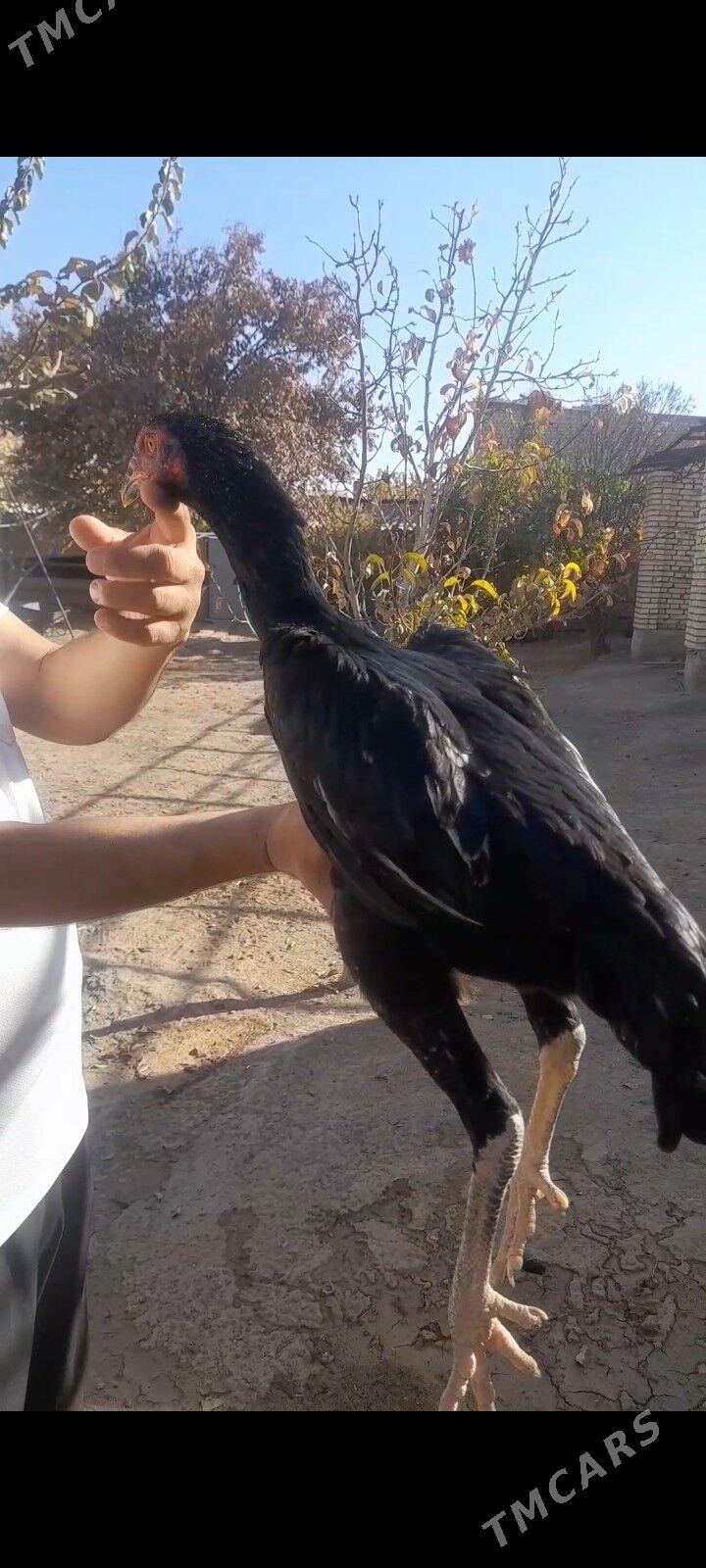 paroda baýtsy towuk - Baýramaly - img 6