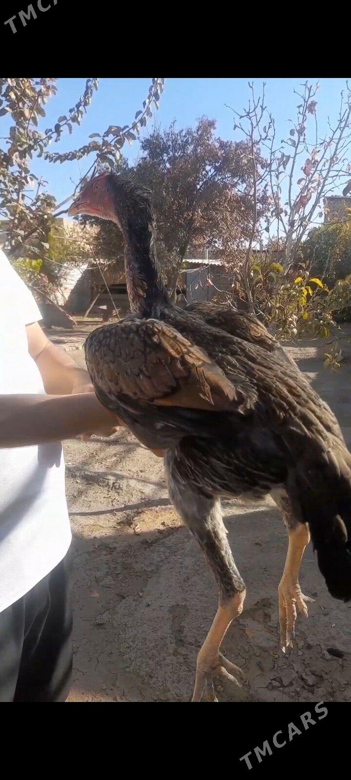 paroda baýtsy towuk - Baýramaly - img 5