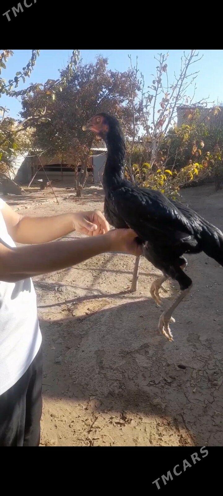 paroda baýtsy towuk - Baýramaly - img 7