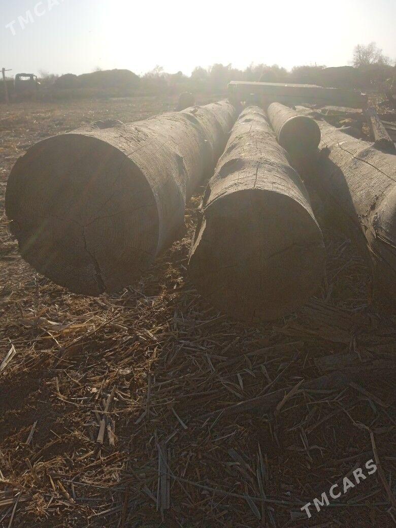 Rasiski agac - Boldumsaz - img 2