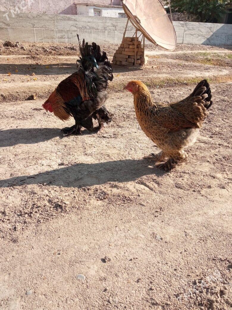 Gold Brahma - Baýramaly - img 1