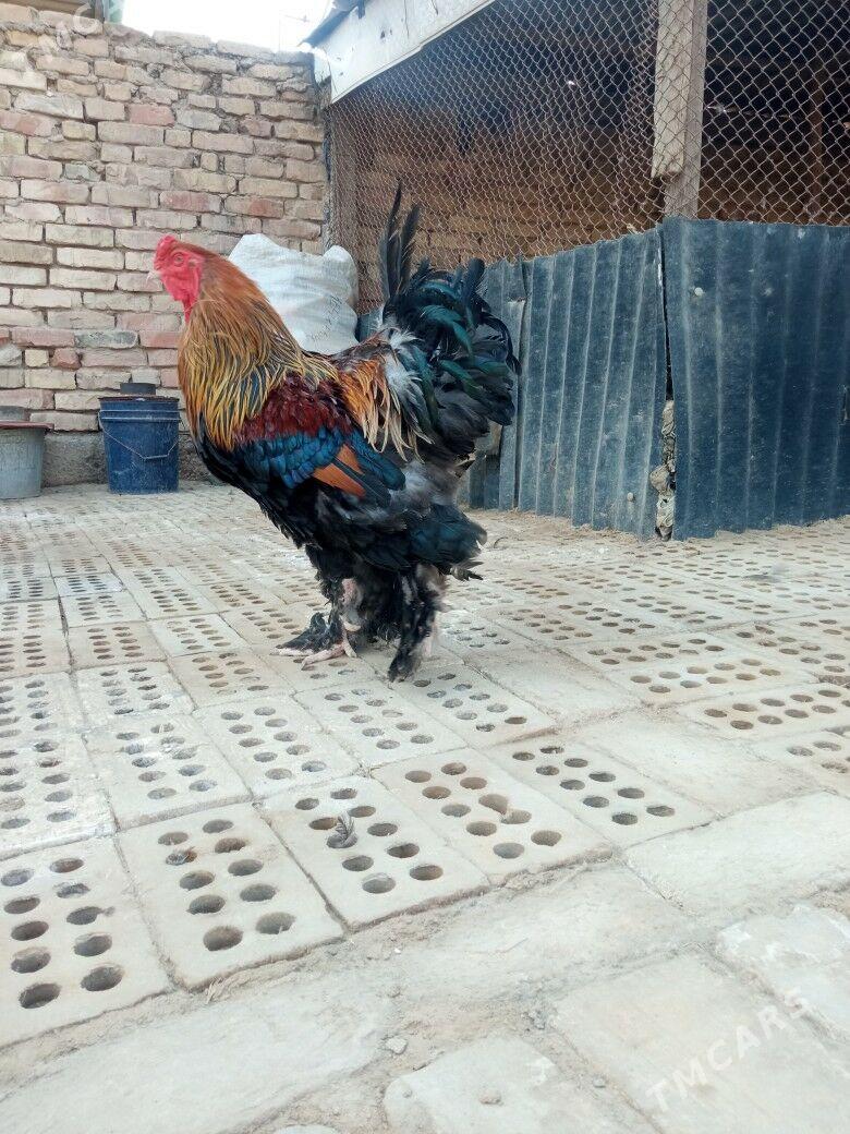 Gold Brahma  - Baýramaly - img 2