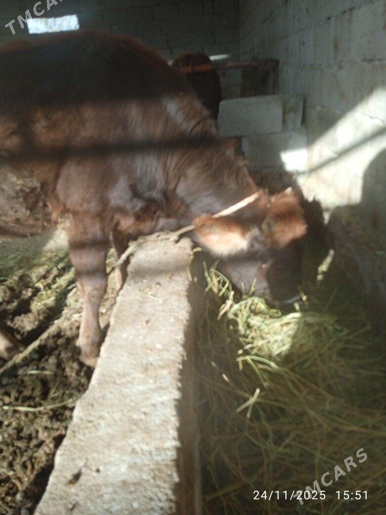 tuwe - Бахарден - img 3