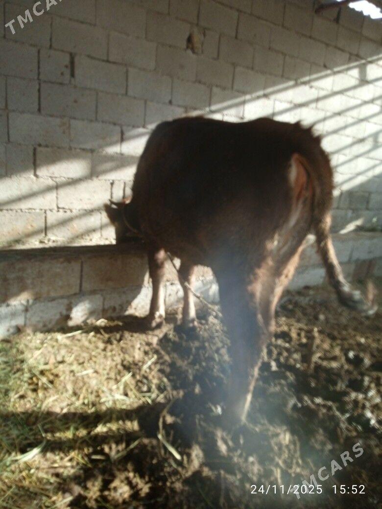 tuwe - Бахарден - img 2