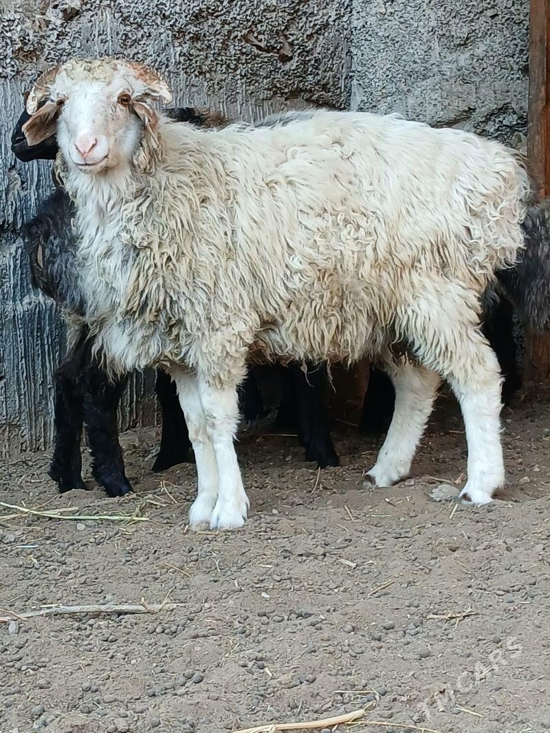 goyun - Gökje - img 5