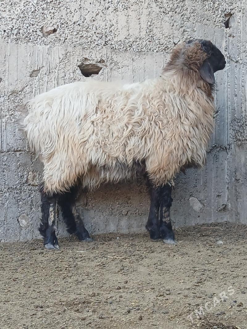 goyun - Gökje - img 2