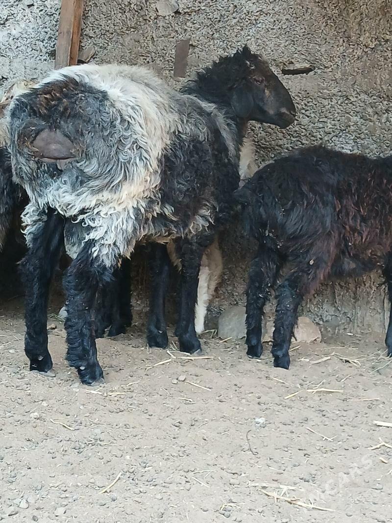 goyun - Gökje - img 3