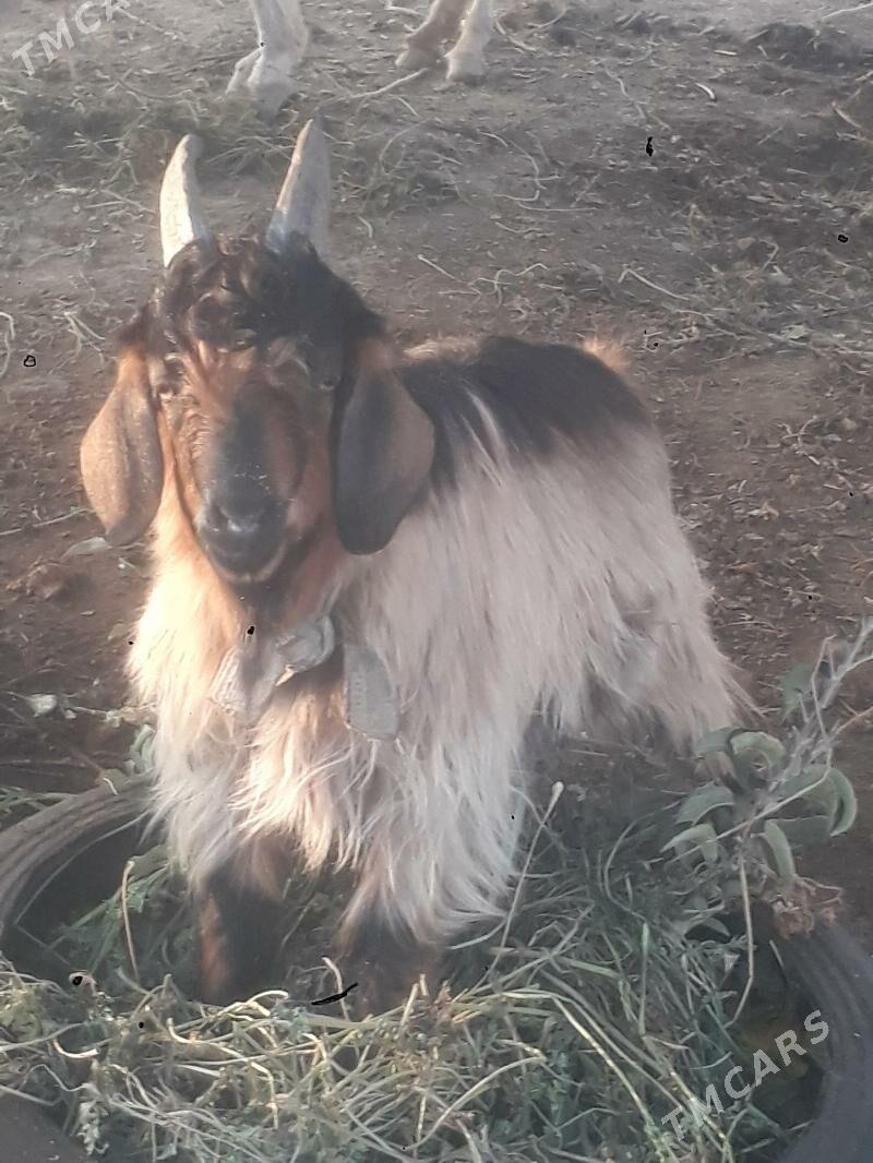 geçi - Чарджоу - img 2