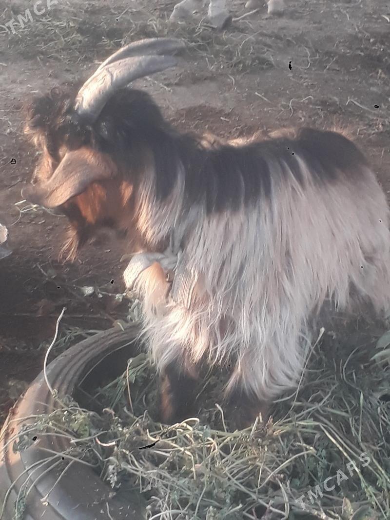 geçi - Чарджоу - img 8