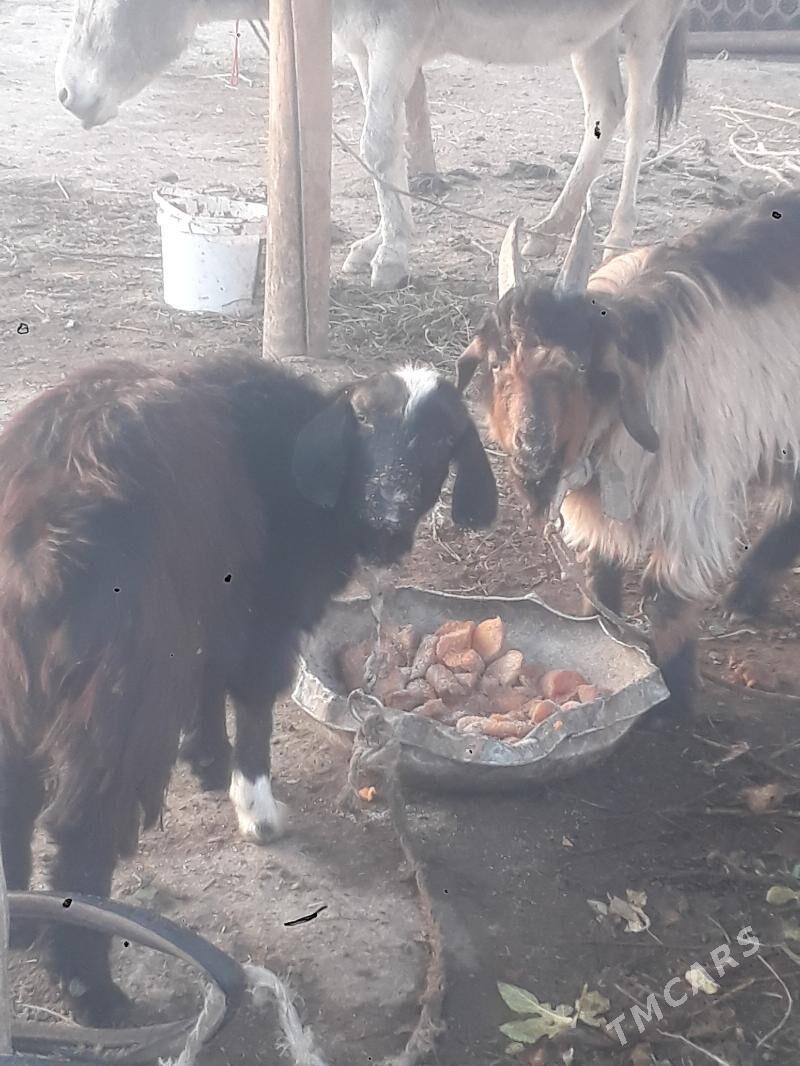 geçi - Чарджоу - img 1