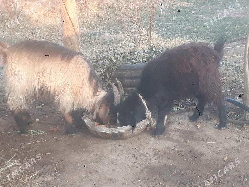 geçi - Чарджоу - img 7