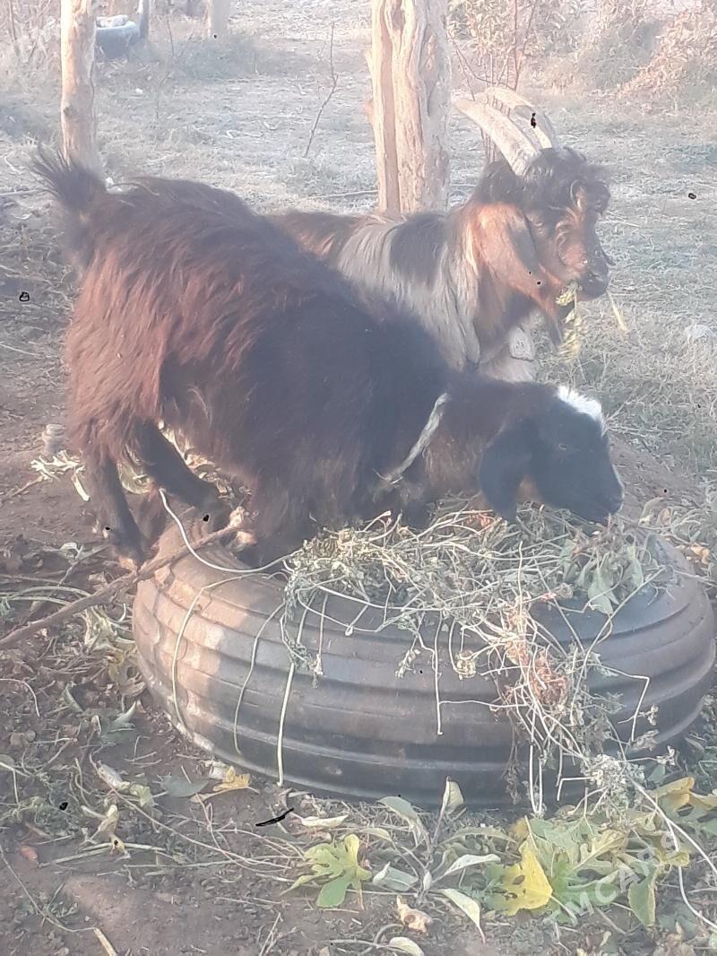 geçi - Чарджоу - img 5