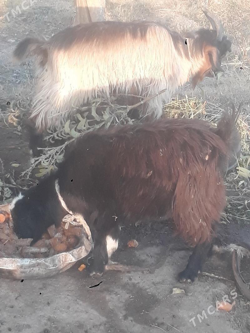 geçi - Чарджоу - img 4