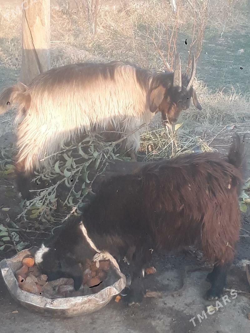 geçi - Чарджоу - img 3