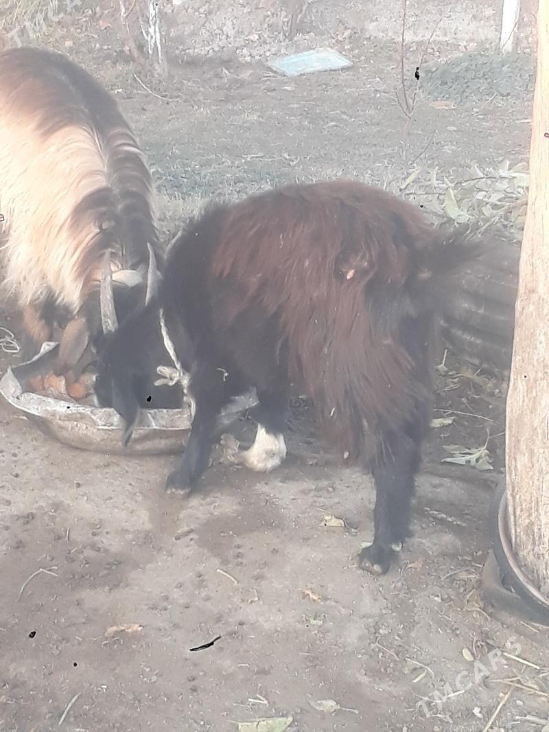 geçi - Чарджоу - img 6