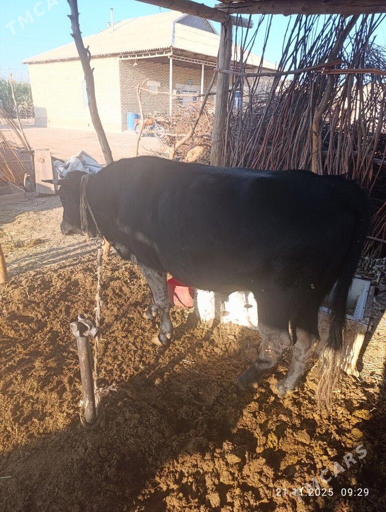 okuz - Babadaýhan - img 4