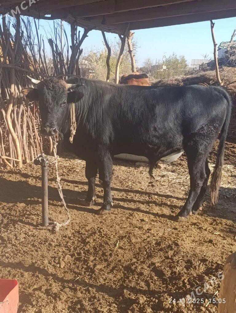 okuz - Babadaýhan - img 2