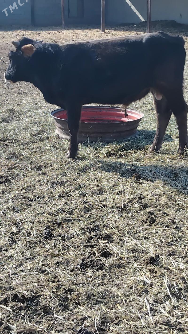 öküz - Бахарден - img 1